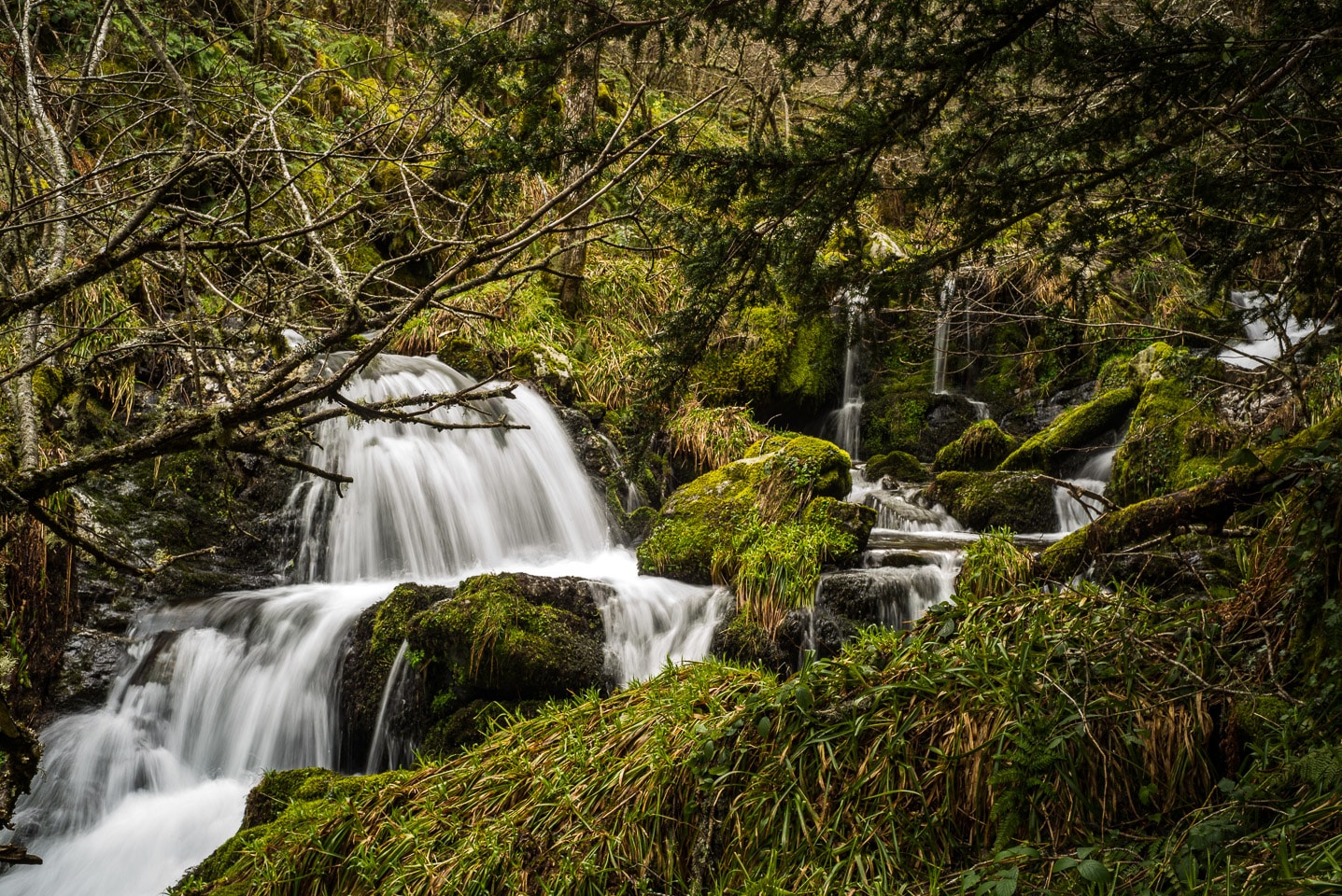 Teixadal Casaio, Valdeorras