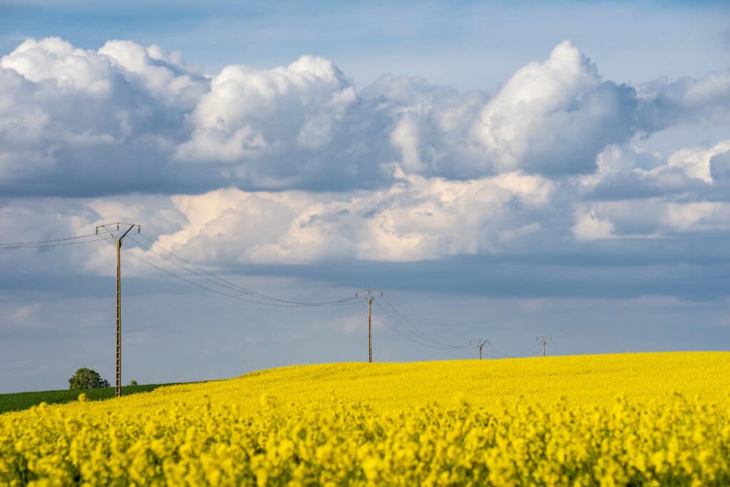 Campo de colza en la meseta castellana.