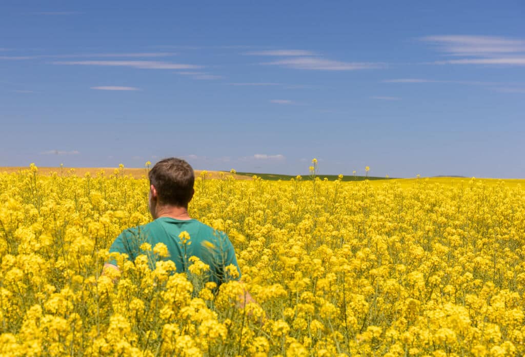 Floración de la colza en la meseta castellana.