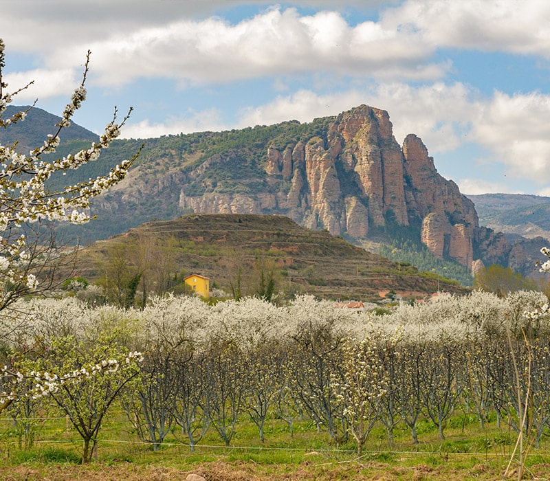 Ciruelos en flor en el valle de Nalda (La Rioja).