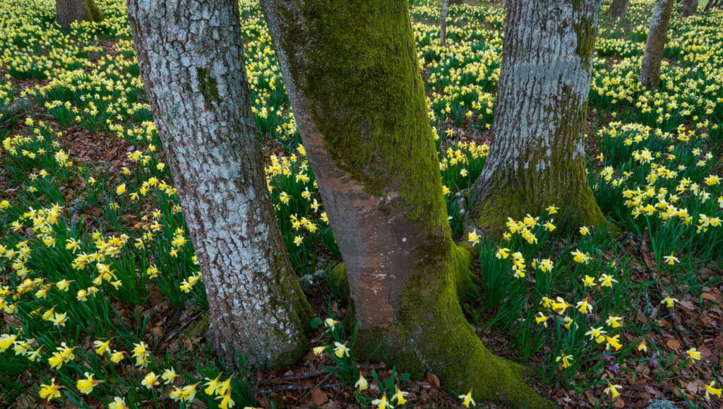 Floración del narciso en el Parque Natural del Gorbea (Álava y Vizcaya).