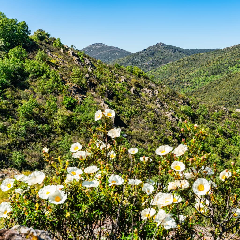 En el Parque Natural de Cabañeros podemos contemplar las jartas en flor en primavera.