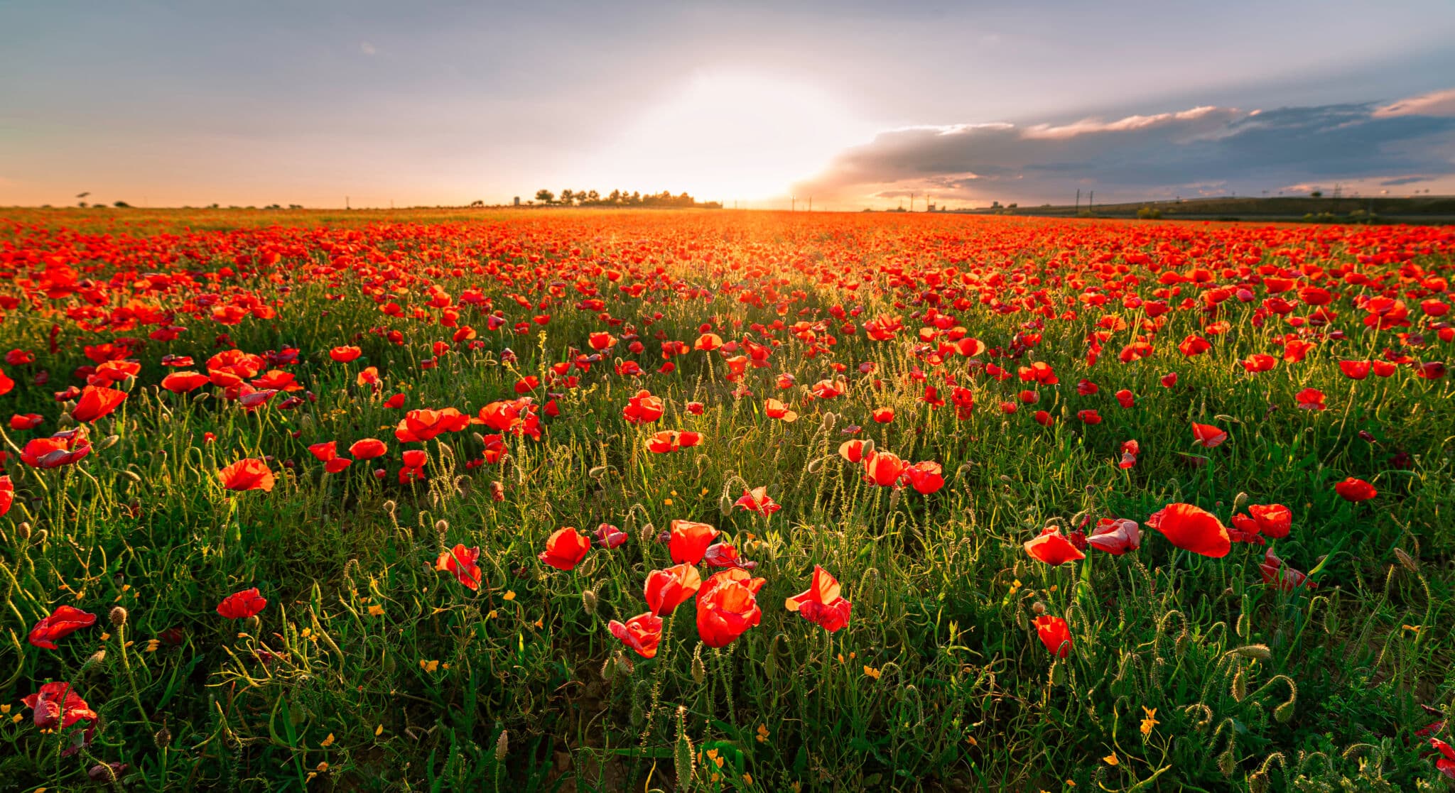 Ni almendros ni cerezos: 9 floraciones alternativas para descubrir otra primavera en la España rural