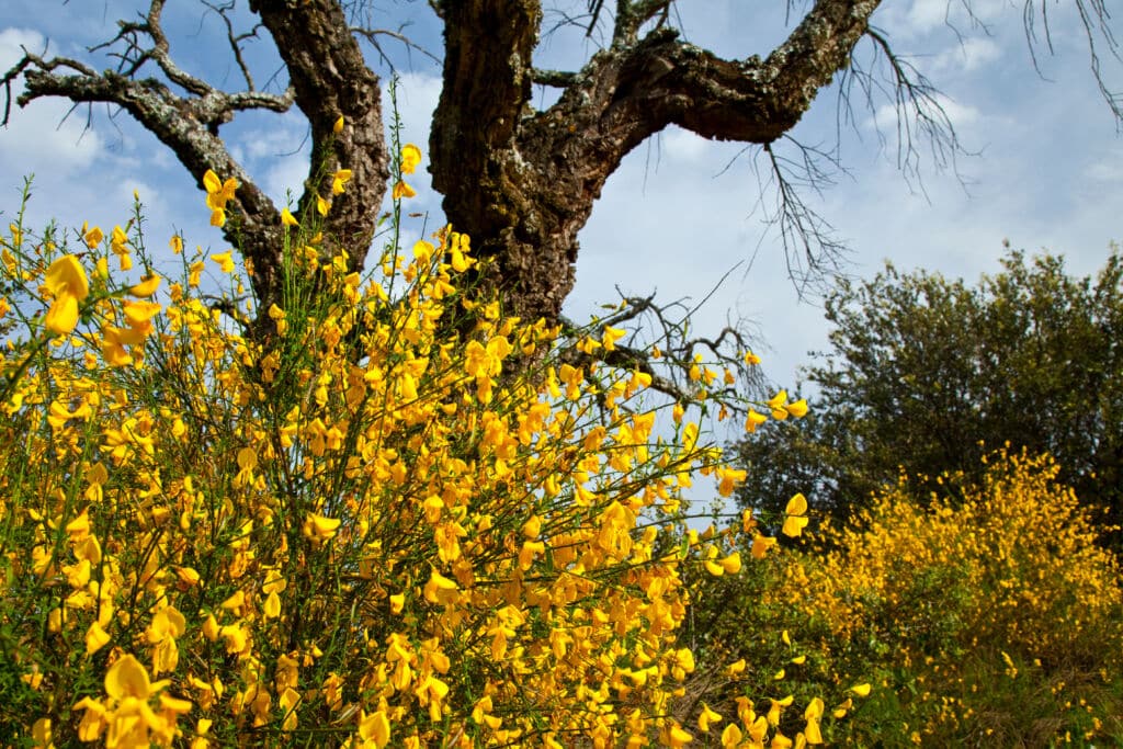 Retamas y bajo un alcornoque en el Parque Natural Sierra de Andújar (Jaen).