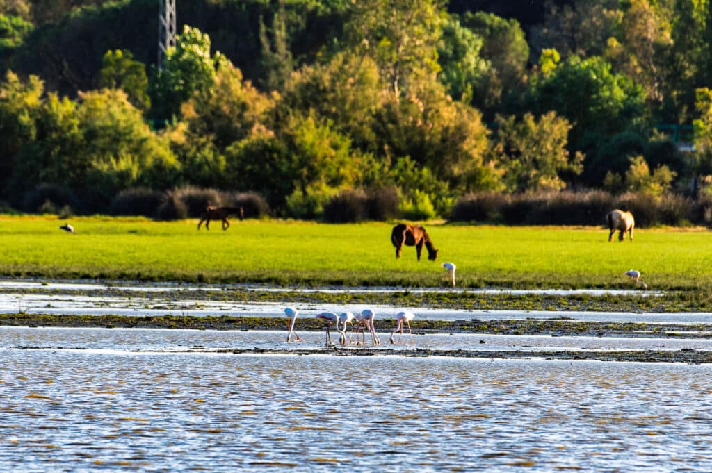 Flamencos y caballos en el Parque Nacional de Doñana. Por Jesús