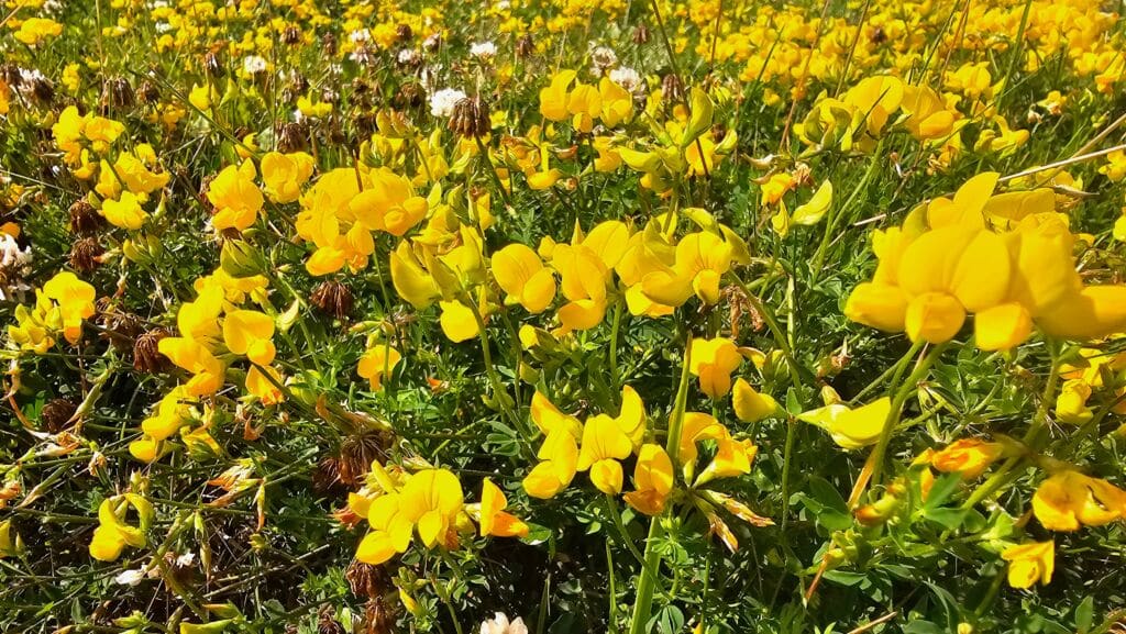 Flor del cambroño, típica de Los Molinos, en la sierra de Guadarrama, en primavera. Por Andrii.