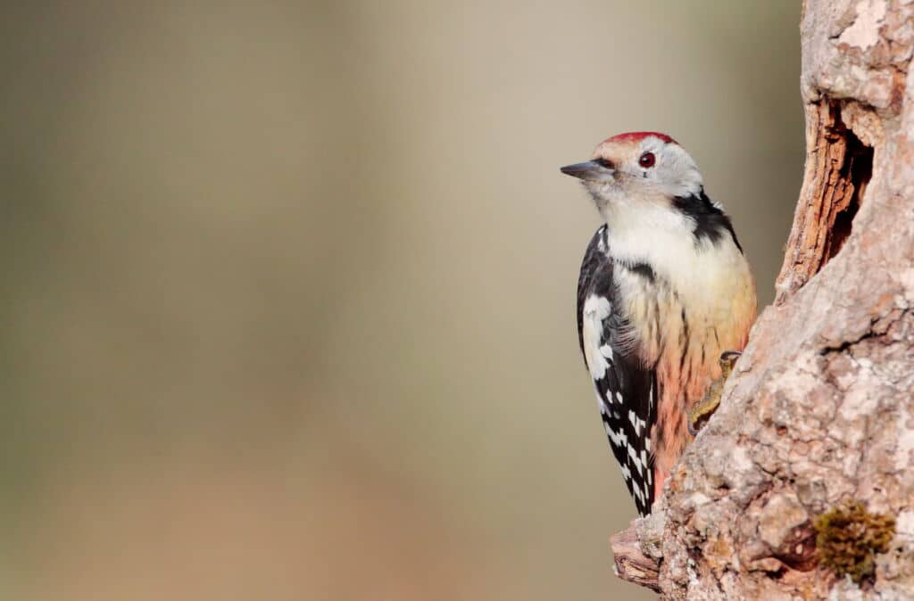 Un pico mediano en el Parque Natural de Izki, Álava. Por Iskander Barrena.
