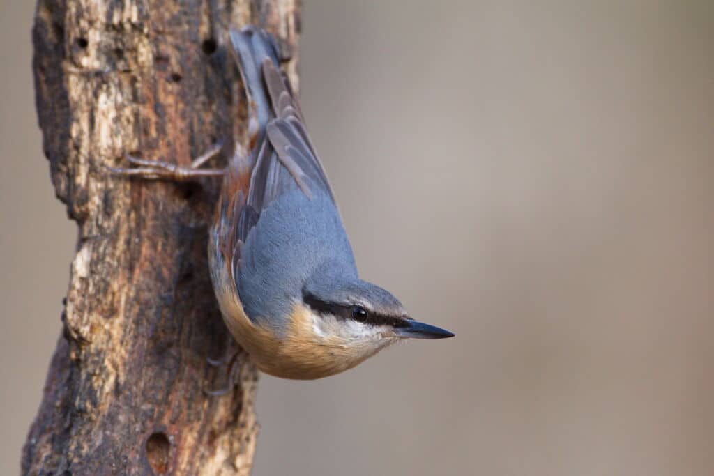 Sitta europaea, en Álava. Por  Iskander Barrena.