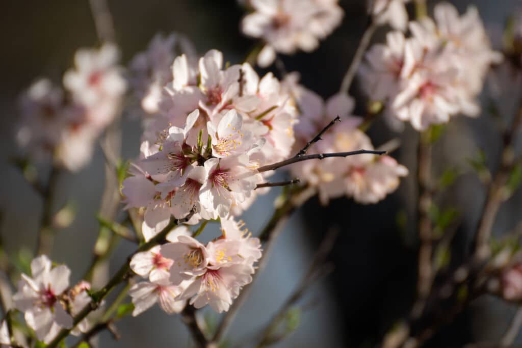 Almendro en flor en primavera en Madrid. Por Azahara.