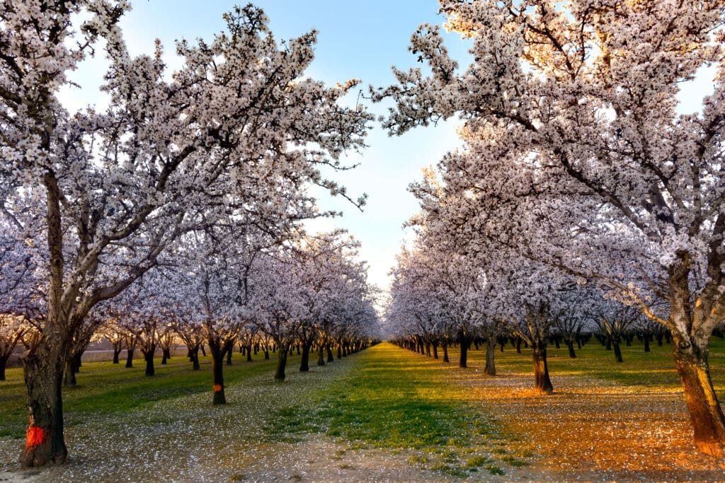 La ruta de los almendros en Villalpardo. Por Lorenzo.
