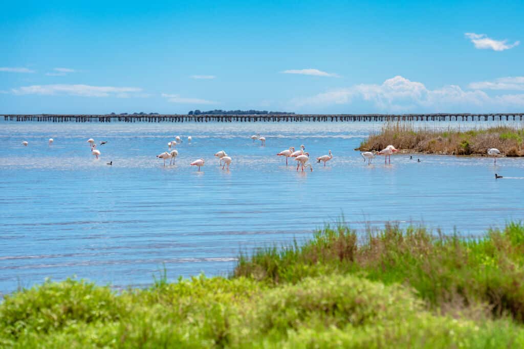 Flamencos en el Parque Natural del Delta del Ebro. Por SerFF79