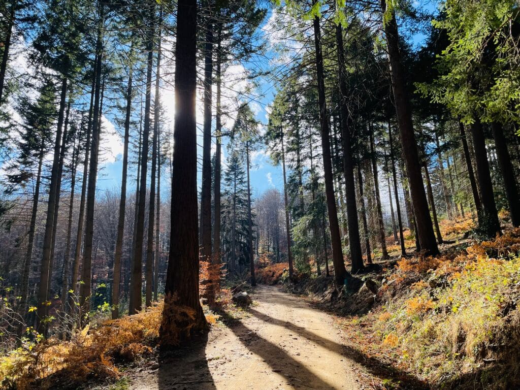Secuoyas de Santa Fe en el Montseny. Por miquelrc.