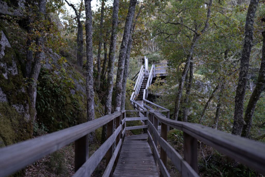 Una pasarela de madera con barandillas serpentea cuesta arriba a través de un bosque de árboles altos con hojas verdes, que conduce a una escalera y una plataforma más adelante. A la izquierda se ven rocas cubiertas de musgo.