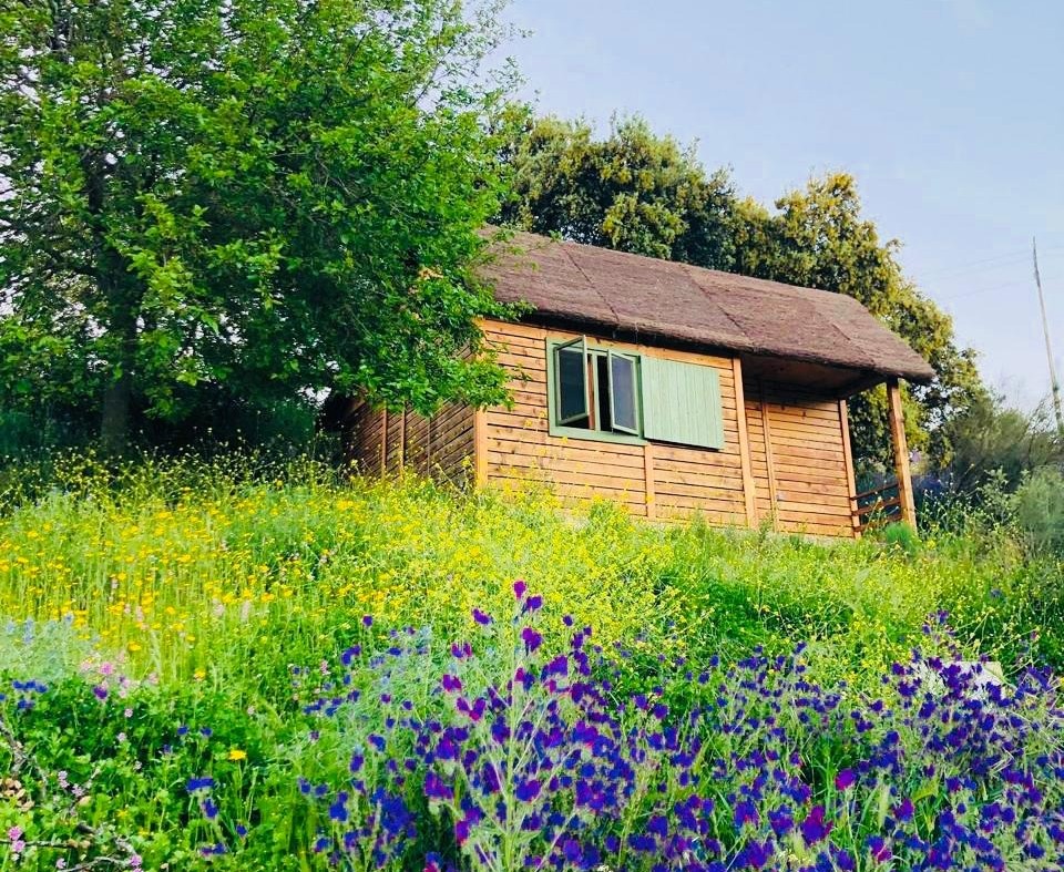 Hamlet's Friends (Toledo)