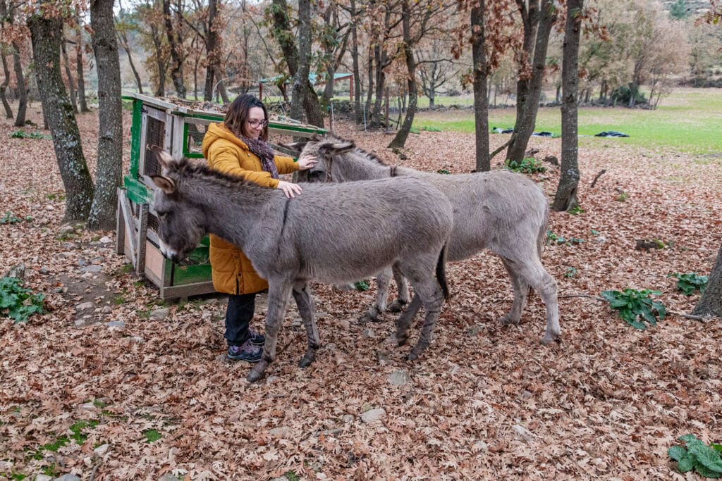 Una mujer con abrigo amarillo acaricia a dos burros grises en una zona boscosa cubierta de hojas caídas, con un pequeño refugio de madera al fondo.