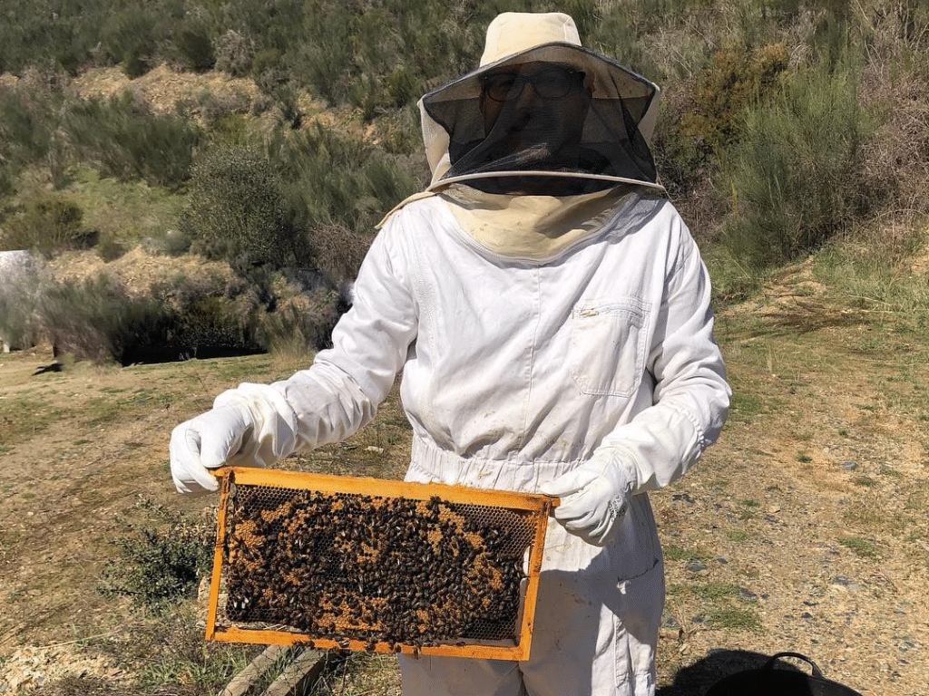 Un apicultor con equipo de protección sostiene un panal lleno de abejas al aire libre, con arbustos verdes y tierra seca al fondo.