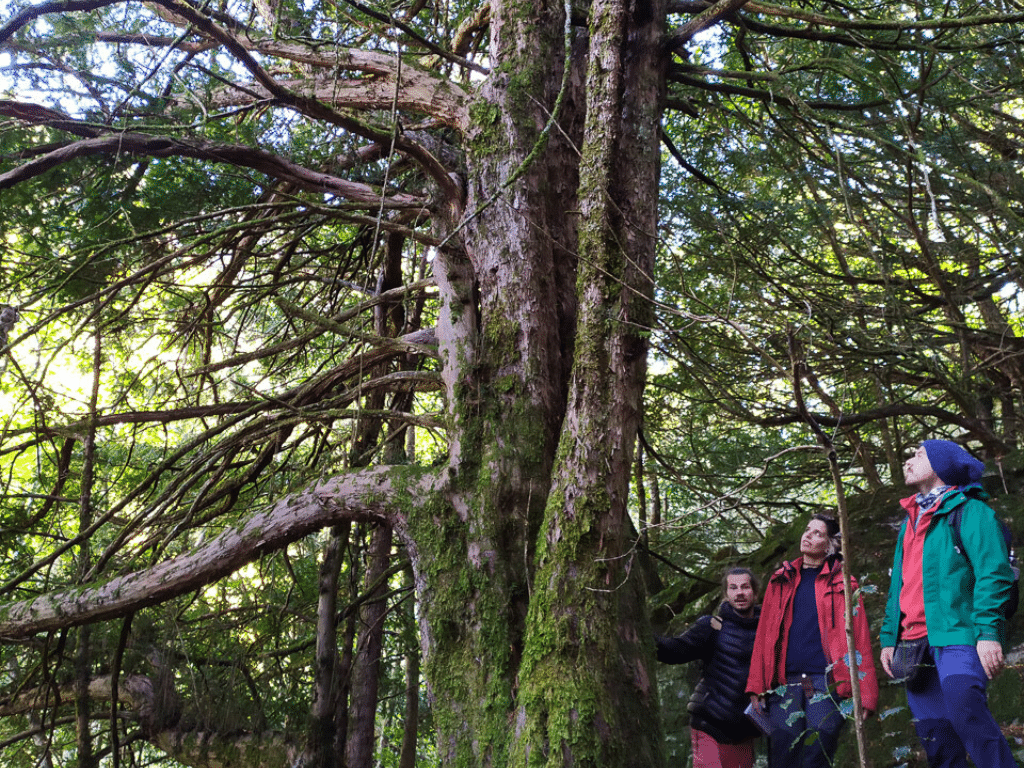 Tres personas vestidas con ropa de exterior se sitúan en la base de un gran árbol cubierto de musgo en un denso bosque, mirando hacia sus ramas. La luz del sol se filtra a través del verde follaje circundante.