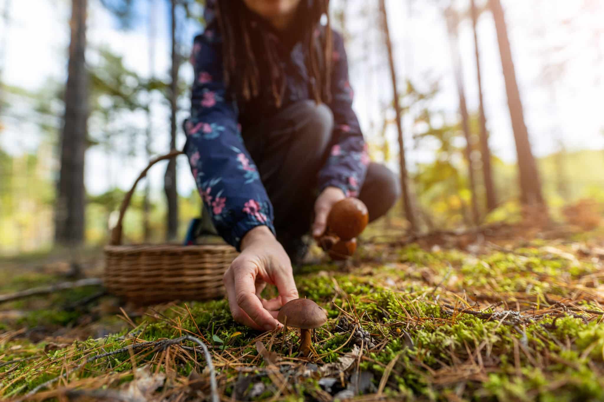 Setas de primavera: qué especies buscar y dónde encontrarlas 🍄🌿