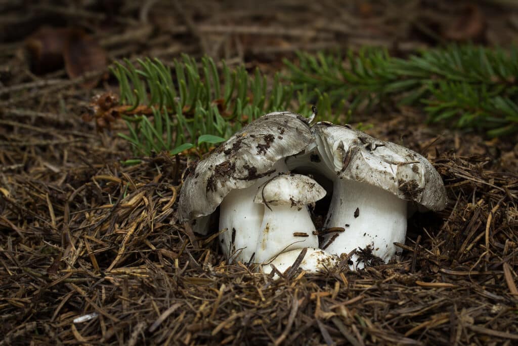 Setas de primavera: el marzuelo (hygrophorus marzuolus).