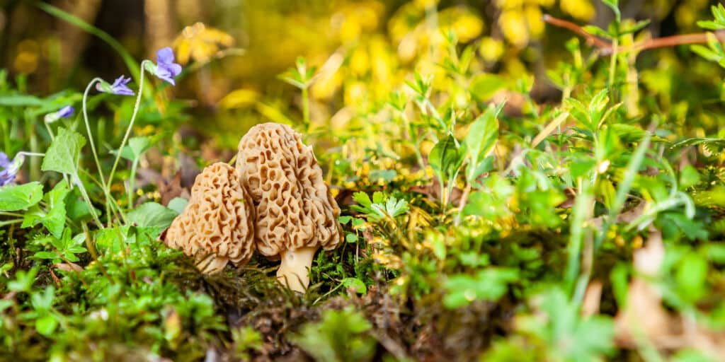 Setas de primavera: colmenillas (morchella).