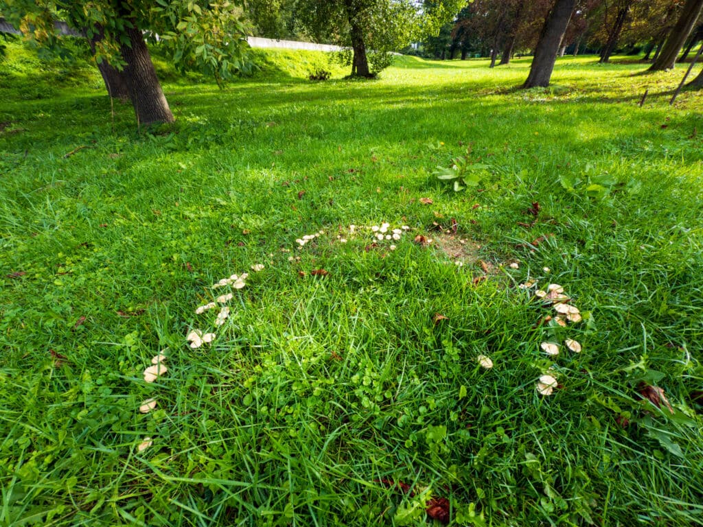 Setas de primavera: la senderuela (marasmius oreades).