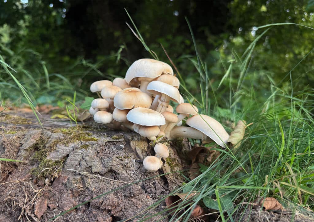 Setas de primavera: las setas de chopo (cyclocybe aegerita).