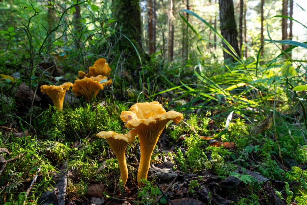 Setas de primavera: el rebozuelo (cantharellus cibarius).