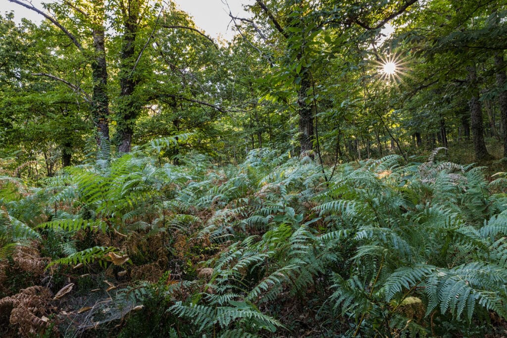Castañar de Hervás (Cáceres).