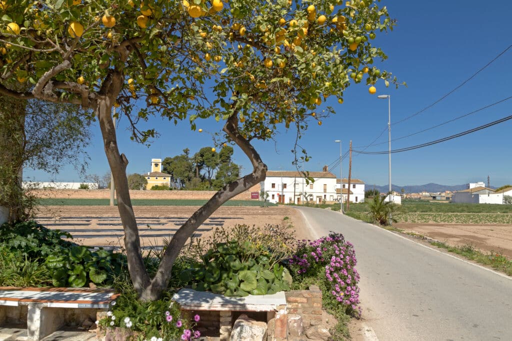 Campos en la Huerta de Valencia. Por Salva G. Cubells