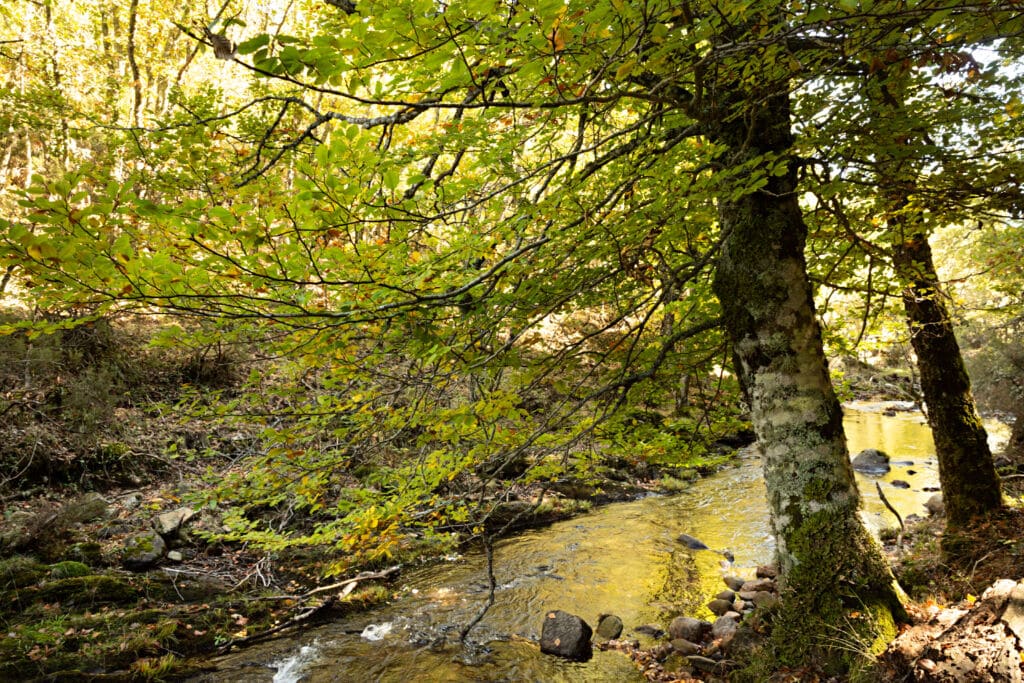 Río en el Hayedo de Montejo, Montejo de la Sierra. Por Lola Fdez. Nogales