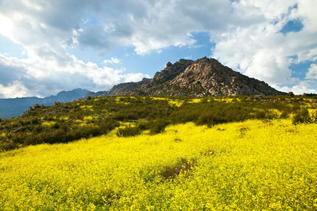 Explosión de Cambroño en La Pedriza, Parque Regional Cuenca Alta del Manzanares, Madrid. Por JUAN CARLOS MUNOZ