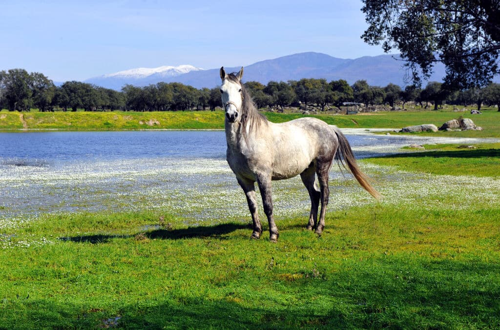 Caballo en la dehesa de Extremadura. Por joserpizarro