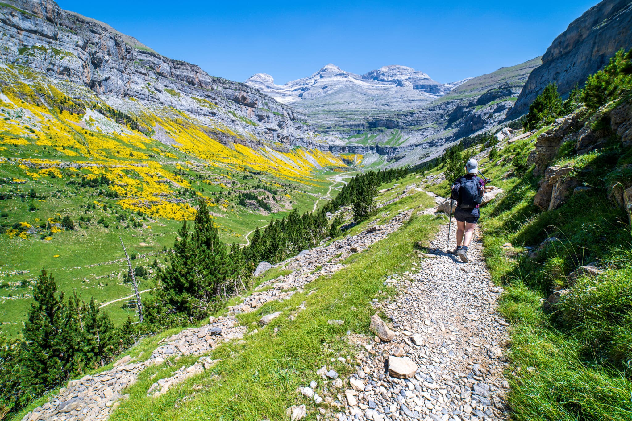 Un excursionista con mochila camina por un sendero rocoso a través de un exuberante valle de montaña con flores silvestres amarillas, árboles verdes y picos nevados bajo un cielo azul despejado.