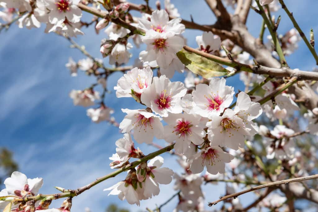 Primer plano de ramas de cerezo en flor con racimos de delicadas flores blancas y rosas sobre un fondo de cielo azul.