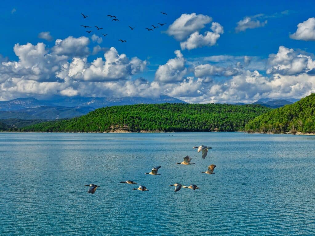 Pájaros sobrevuelan el embalse de Sant Ponç, en Clariana de Cardener (Lleida). Por Jobove
