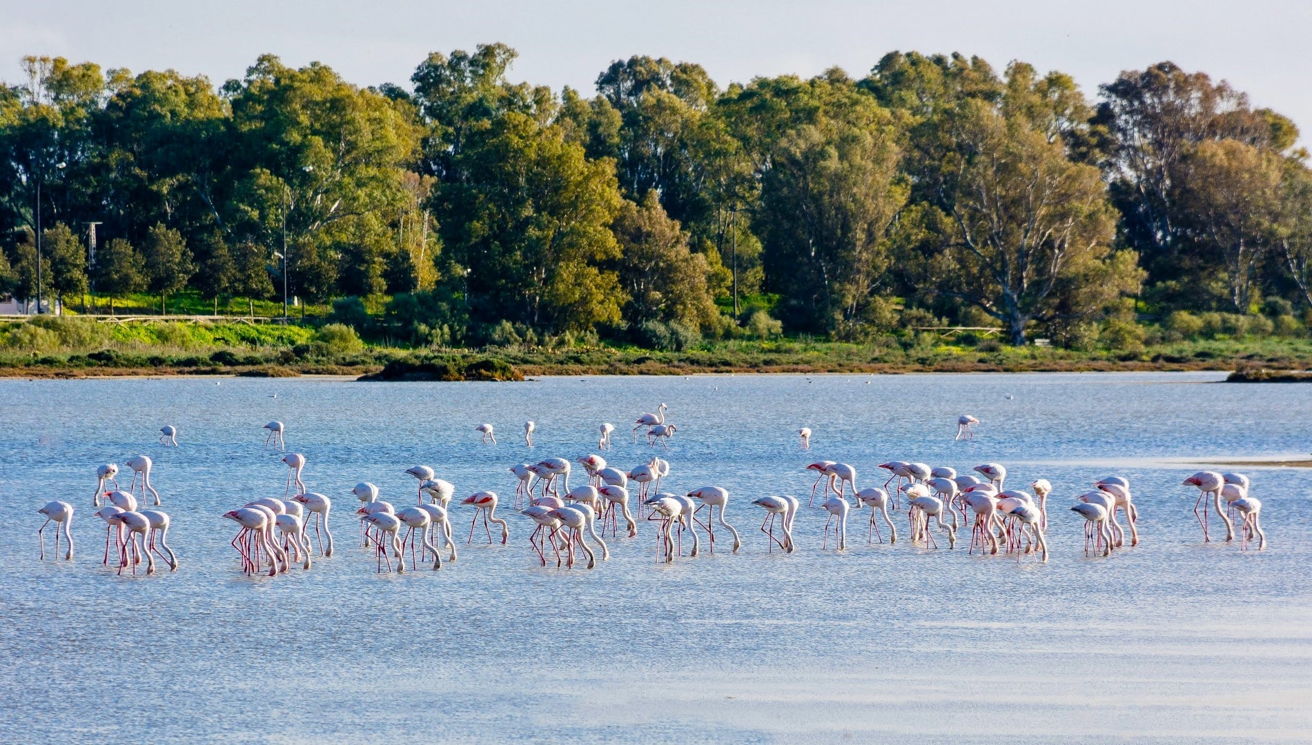 Una gran bandada de flamencos se para y vadea en aguas poco profundas con la cabeza gacha, rodeada de árboles y vegetación bajo un cielo despejado.