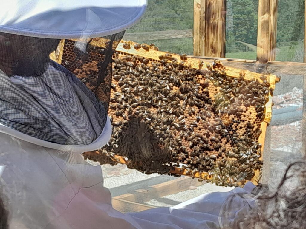 Una visita guiada de BeeXperience. Foto de la organización.