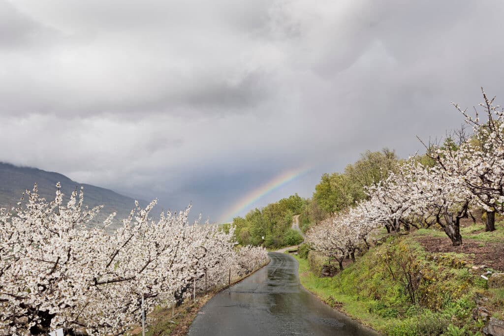 Cerezos en flor en el valle del Jerte en un tarde lluviosa, con arcoíris incluido.