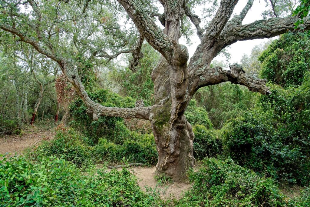 Un alcornoque gigante en Girona. Por Bennekom