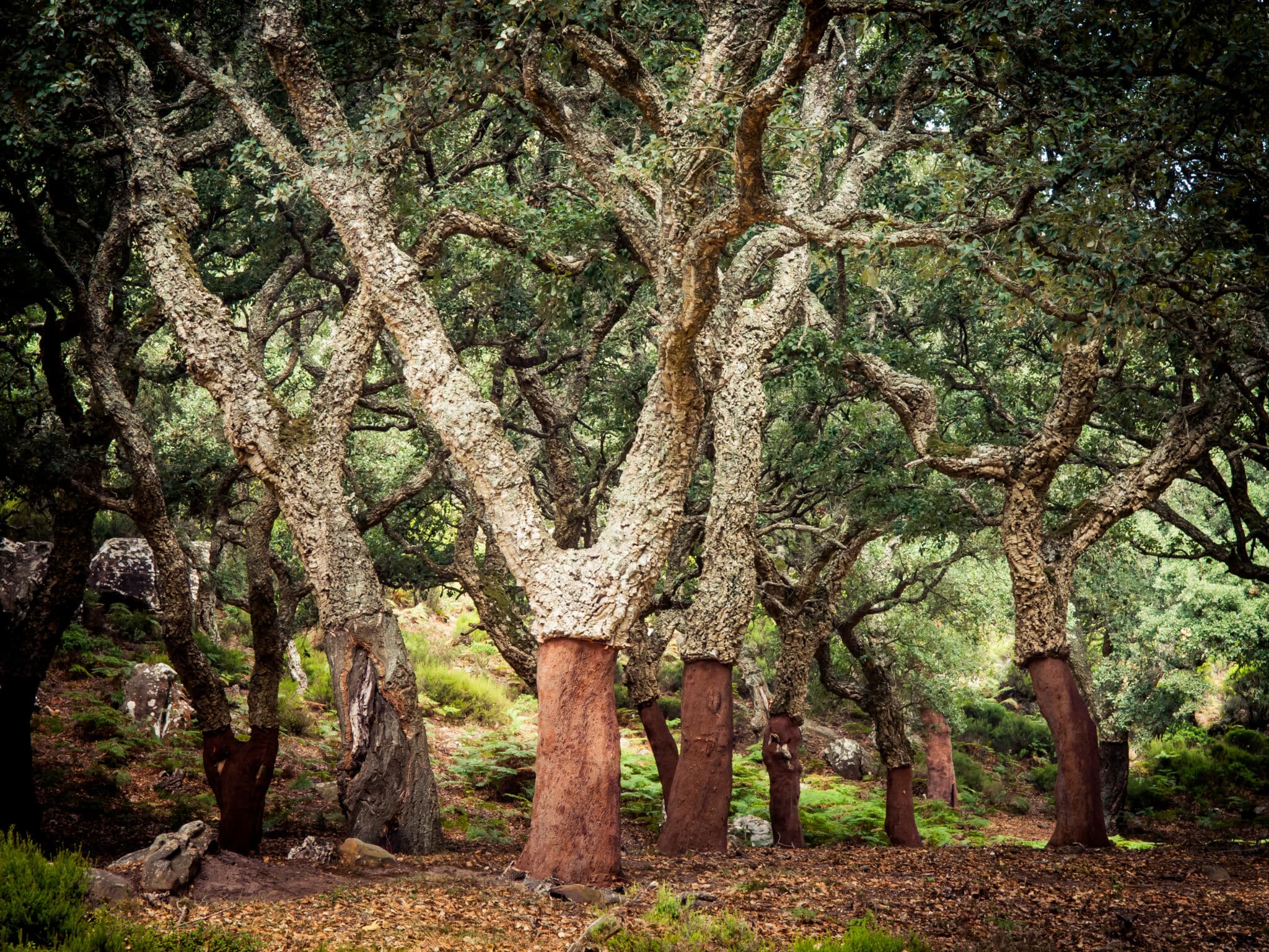 Los pueblos de los árboles desnudos