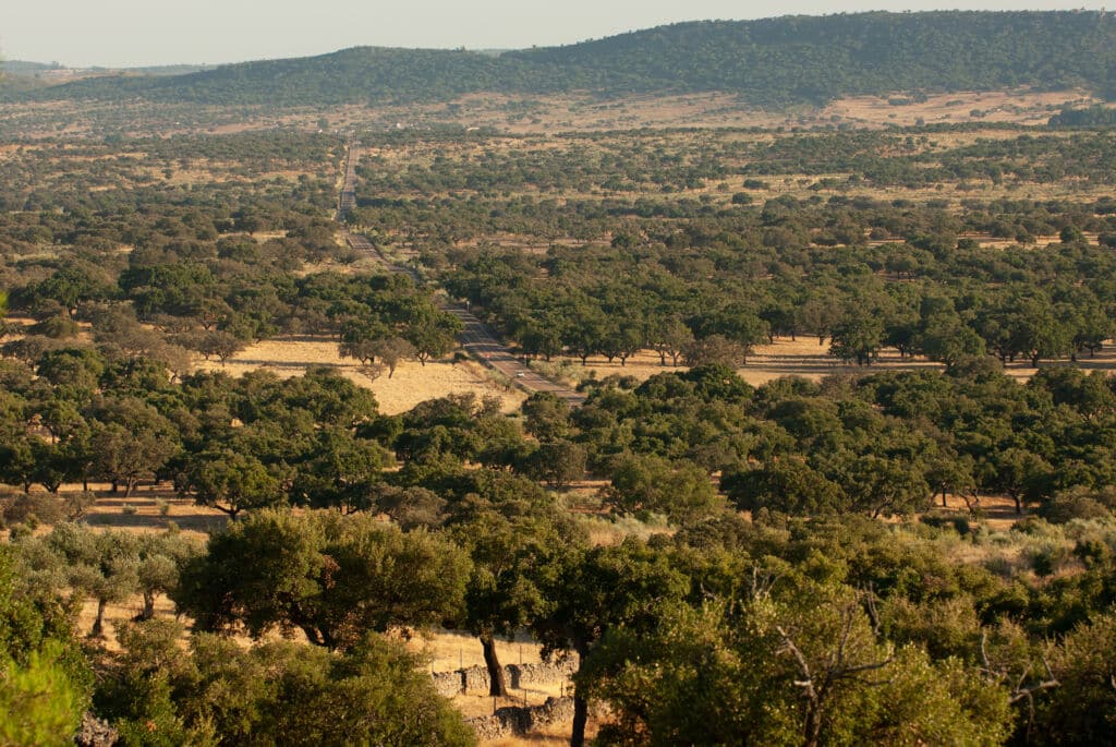 Alcornocales en las inmediaciones de la localidad extremeña de San Vicente de Alcántara (Badajoz). Por Orion76