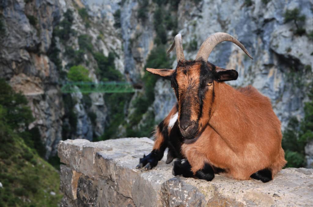 Una de las cabras que viven en la Ruta del Cares. Por Reynold.