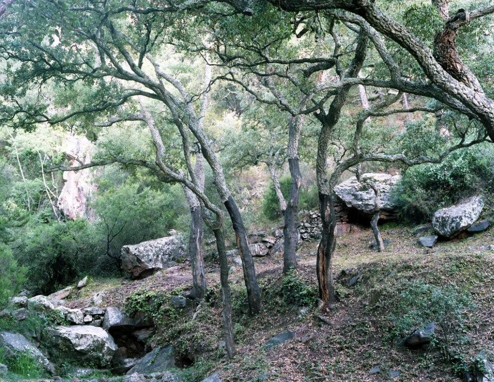 Alcornoques unos años después de la saca del corcho, con el tronco ya algo oscurecido, en la Sierra de Espadán (Castellón). Foto cedida por RETECORK