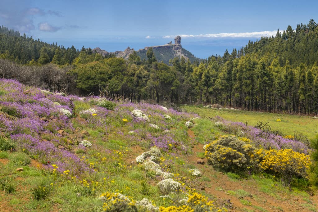 Paisaje escénico con un campo de flores silvestres moradas, amarillas y blancas, bordeado por densos pinos verdes. Al fondo se ven formaciones rocosas y el cielo azul.
