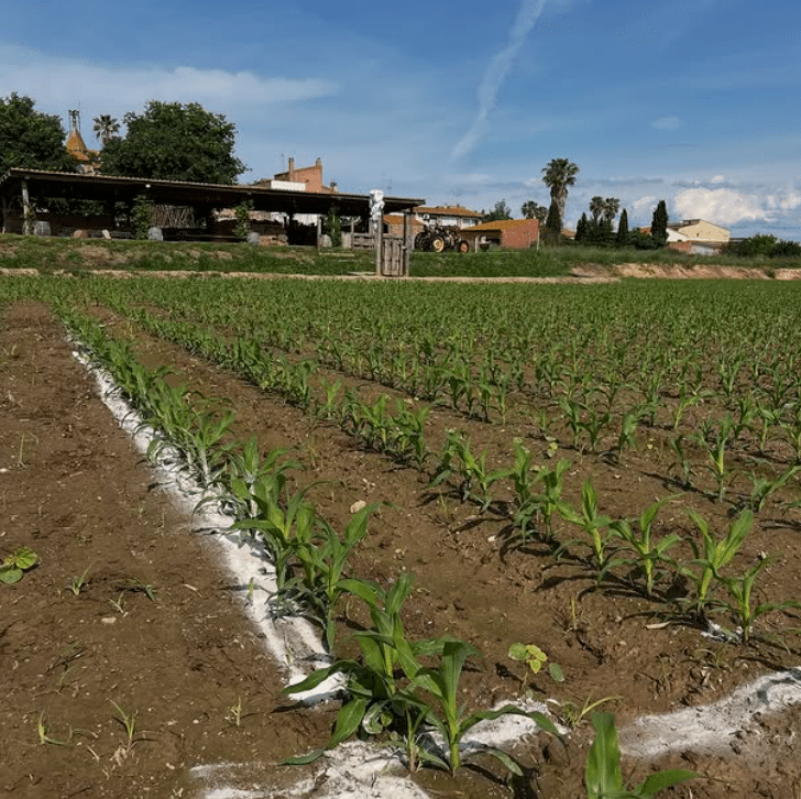 Parte del proceso para conseguir el laberinto de maíz de Can Pujol (Serra de Daró, Girona).