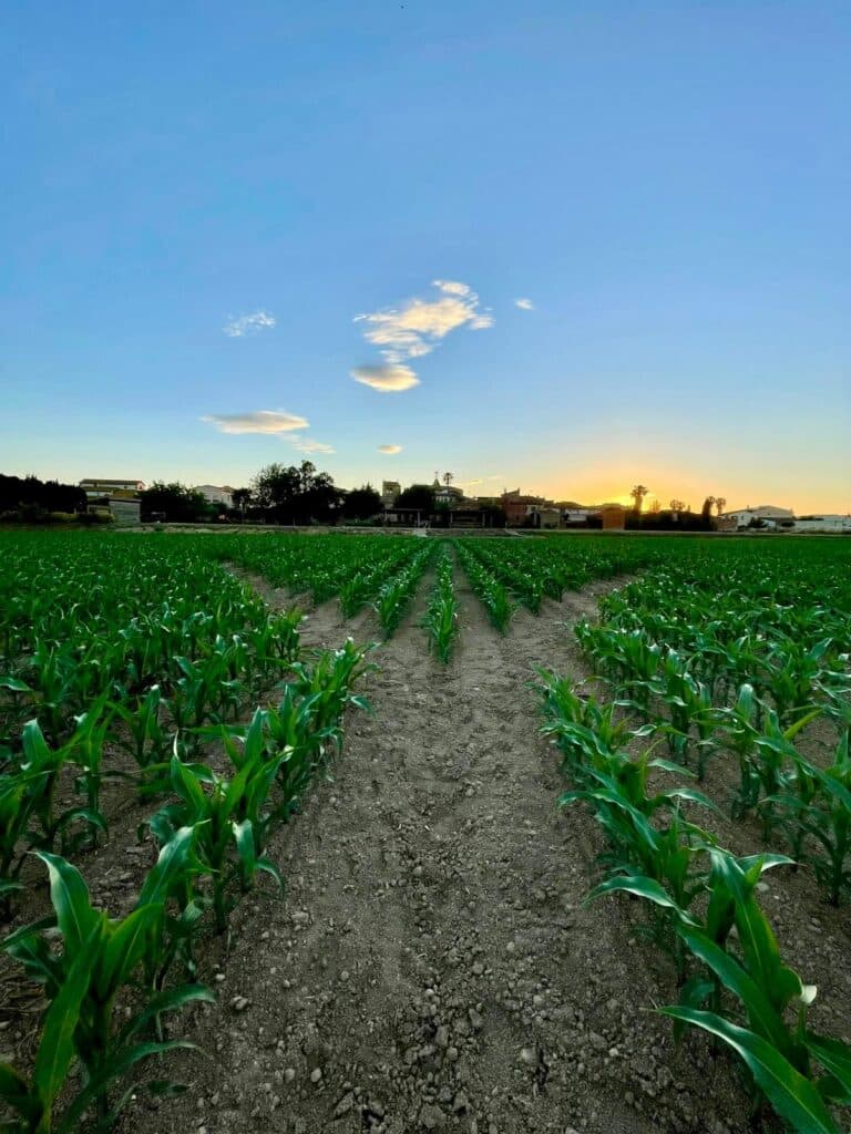 El maíz crece poco a poco en Can Pujol (Serra de Daró, Girona) hasta formar el laberinto.