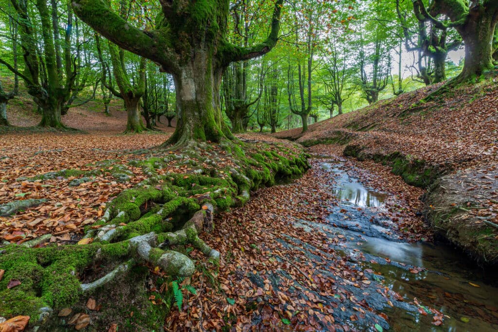 Un pequeño arroyo serpentea a través de un frondoso bosque con grandes árboles cubiertos de musgo y raíces. Las hojas caídas cubren el suelo, creando una escena otoñal bajo un dosel verde de hojas.