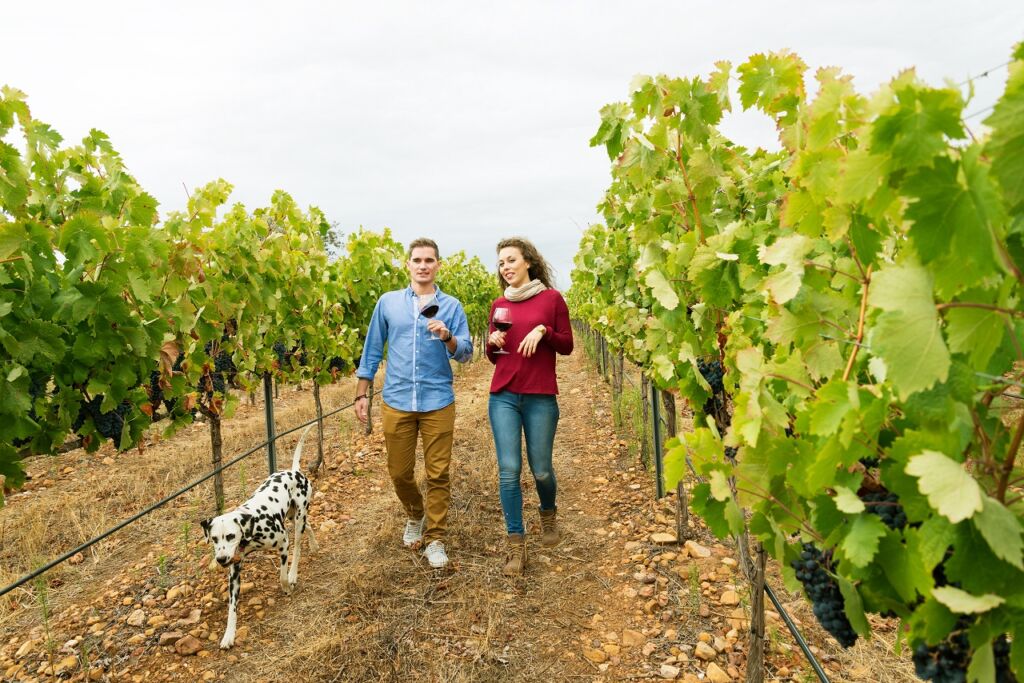 Un hombre y una mujer caminan por un viñedo sosteniendo copas de vino, sonriendo y hablando. Un perro dálmata camina junto a ellos entre hileras de parras en un día nublado.