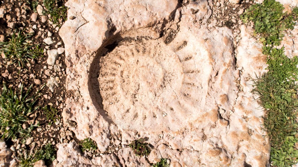 ammonite en la ruta de los ammonites en El Torcal de Antequera. Por myriamnavas.