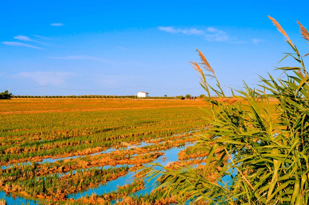 Arrozales en el Delta del Ebro, Tarragona. Por nito